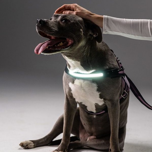 High-tech Lumi pet harness featuring integrated LED lights for added dog safety